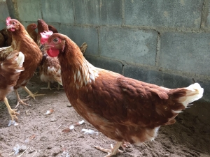 สายพันธุ์ไก่ไข่ ลักษณะไก่ต่างๆ